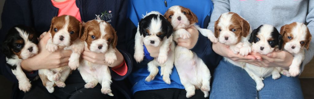 Des Petits Artistes - Chiots à réserver 