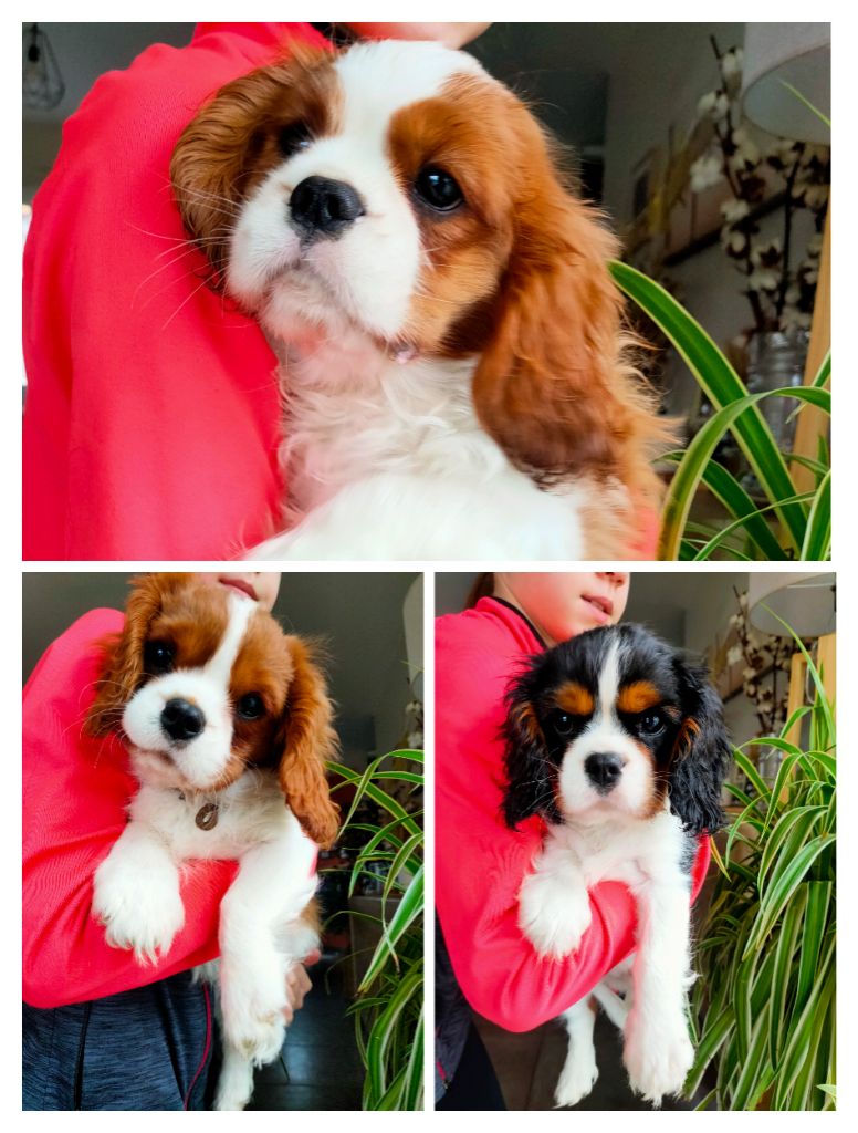 chiot Cavalier King Charles Spaniel Des Petits Artistes