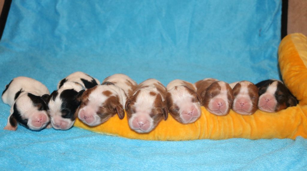 chiot Cavalier King Charles Spaniel Des Petits Artistes