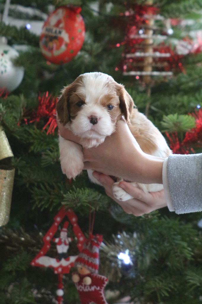 Des Petits Artistes - Chiot disponible  - Cavalier King Charles Spaniel