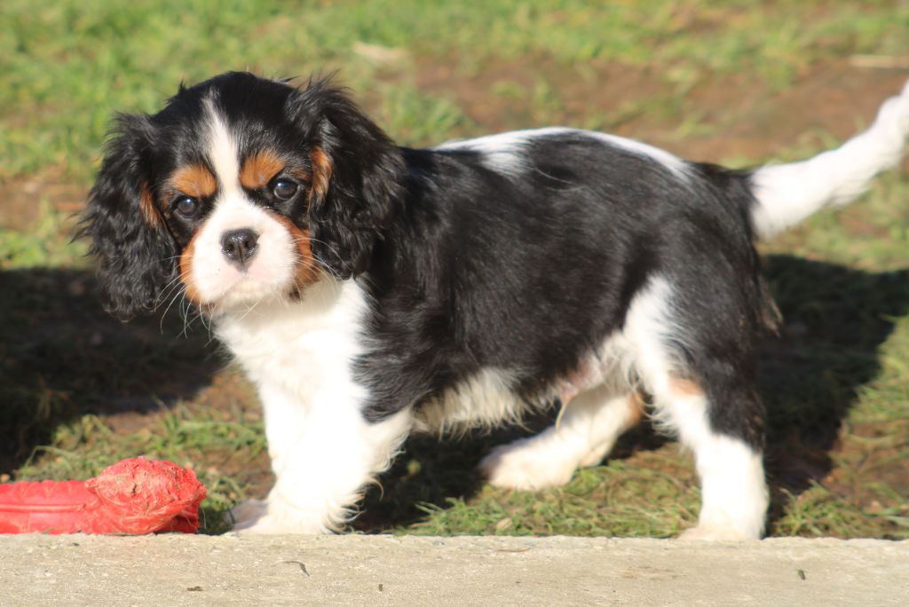 Des Petits Artistes - Chiot disponible  - Cavalier King Charles Spaniel