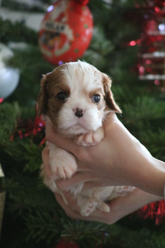 Des Petits Artistes - Chiot disponible  - Cavalier King Charles Spaniel