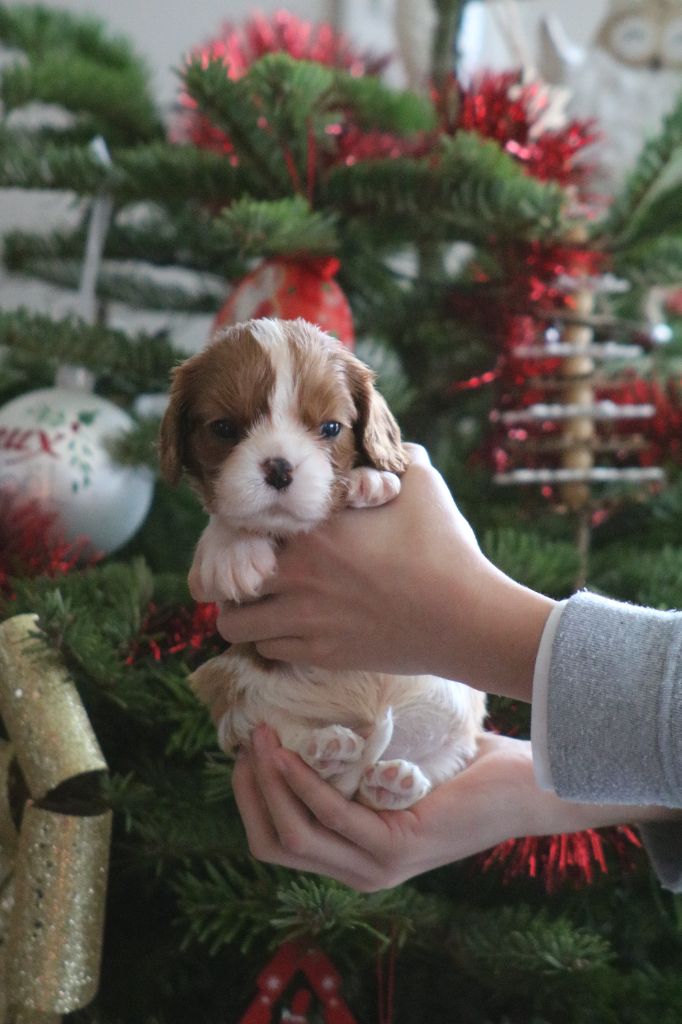 Des Petits Artistes - Chiot disponible  - Cavalier King Charles Spaniel