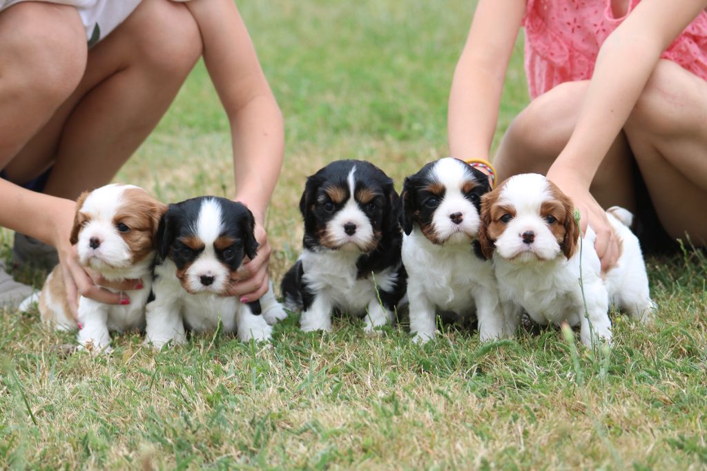 chiot Cavalier King Charles Spaniel Des Petits Artistes