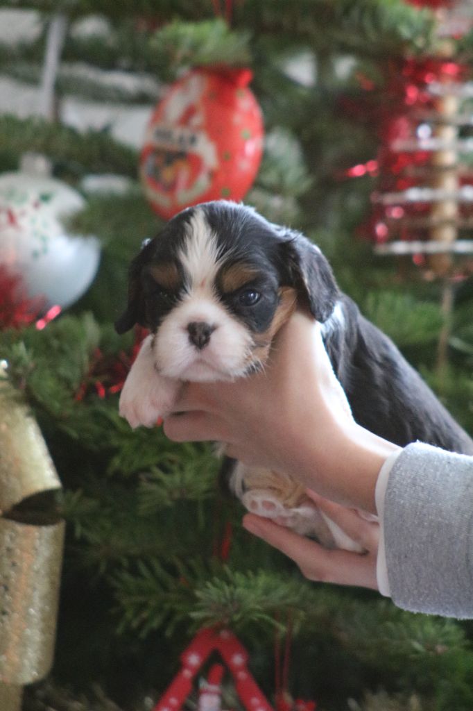 Des Petits Artistes - Chiot disponible  - Cavalier King Charles Spaniel