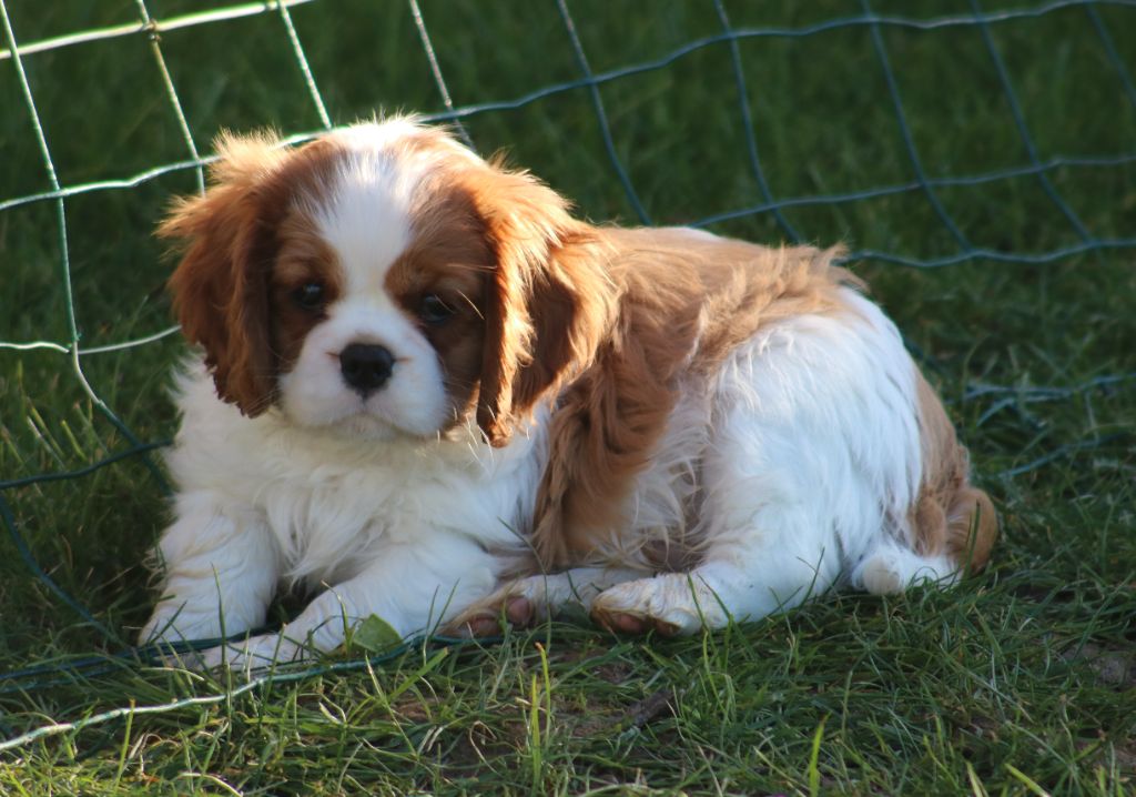 Des Petits Artistes - Chiot disponible  - Cavalier King Charles Spaniel