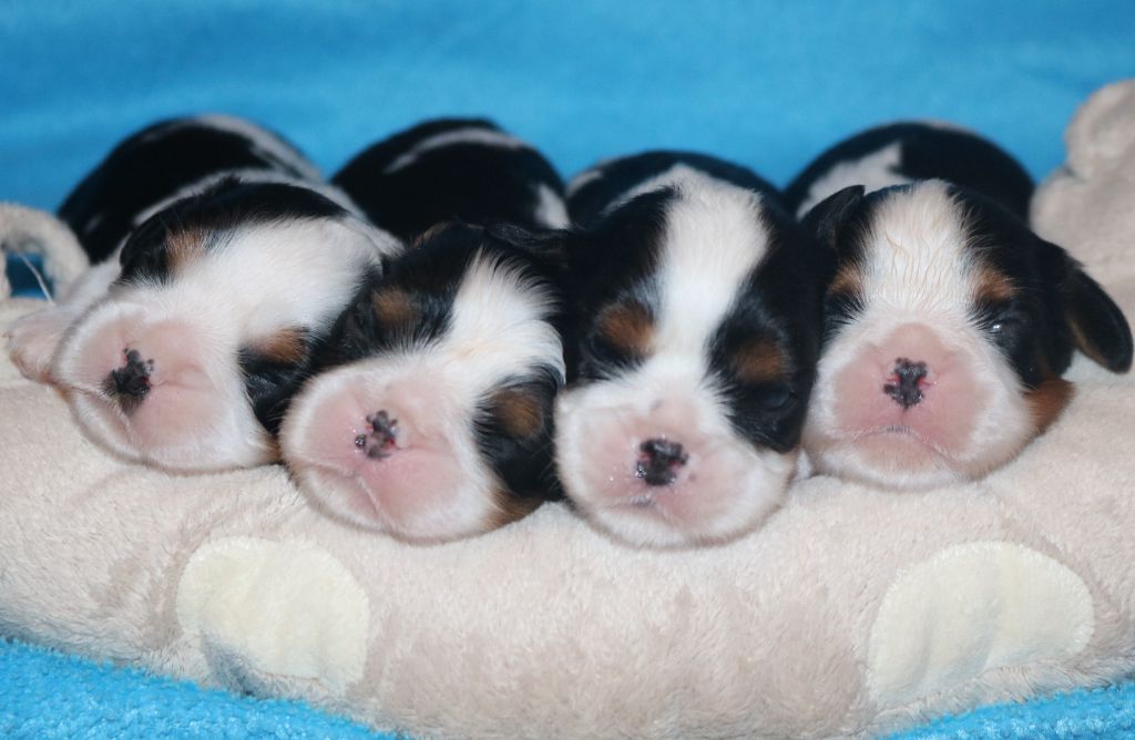 Des Petits Artistes - Chiot disponible  - Cavalier King Charles Spaniel