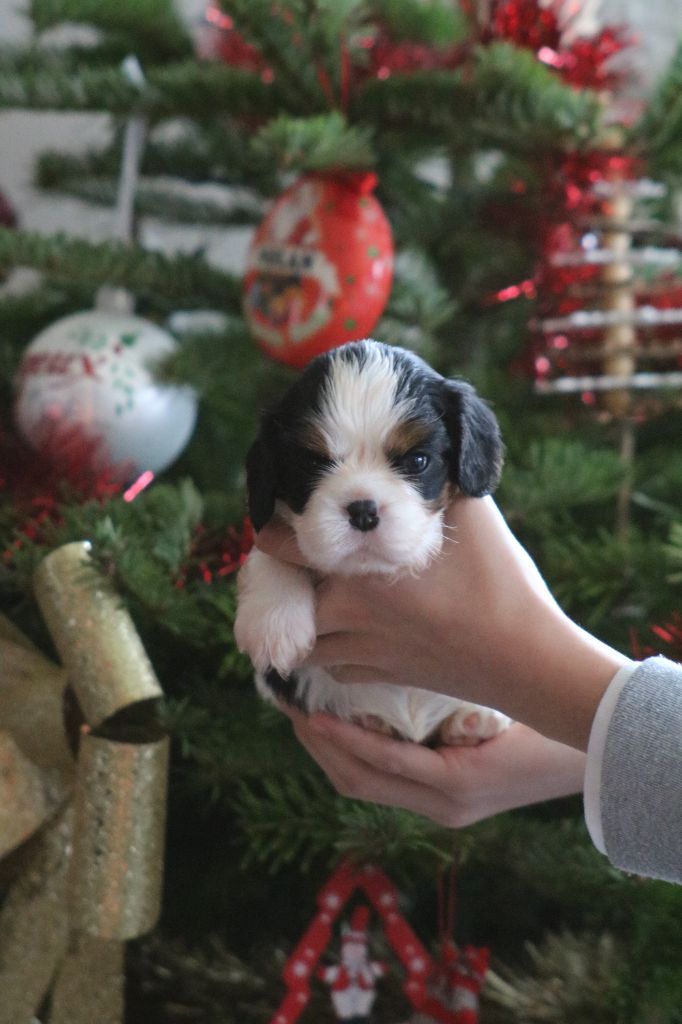 Des Petits Artistes - Chiot disponible  - Cavalier King Charles Spaniel