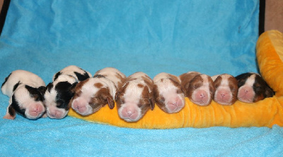 Des Petits Artistes - Cavalier King Charles Spaniel - Portée née le 12/11/2024