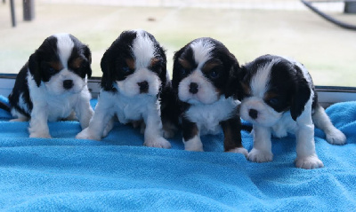 Des Petits Artistes - Cavalier King Charles Spaniel - Portée née le 06/11/2024