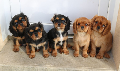 Des Petits Artistes - Cavalier King Charles Spaniel - Portée née le 01/12/2023