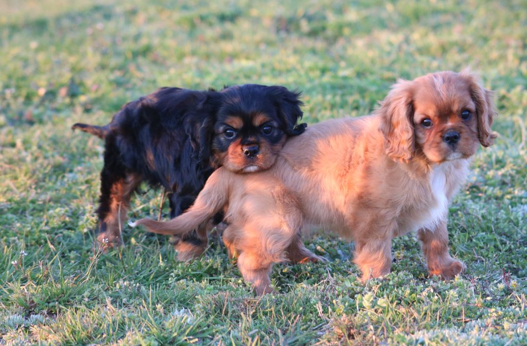 Des Petits Artistes - Cavalier King Charles Spaniel - Portée née le 23/01/2021