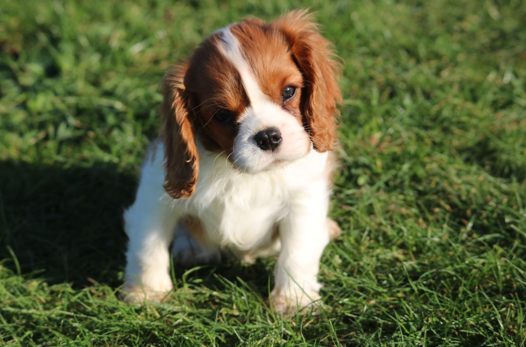 Des Petits Artistes - Chiot disponible  - Cavalier King Charles Spaniel