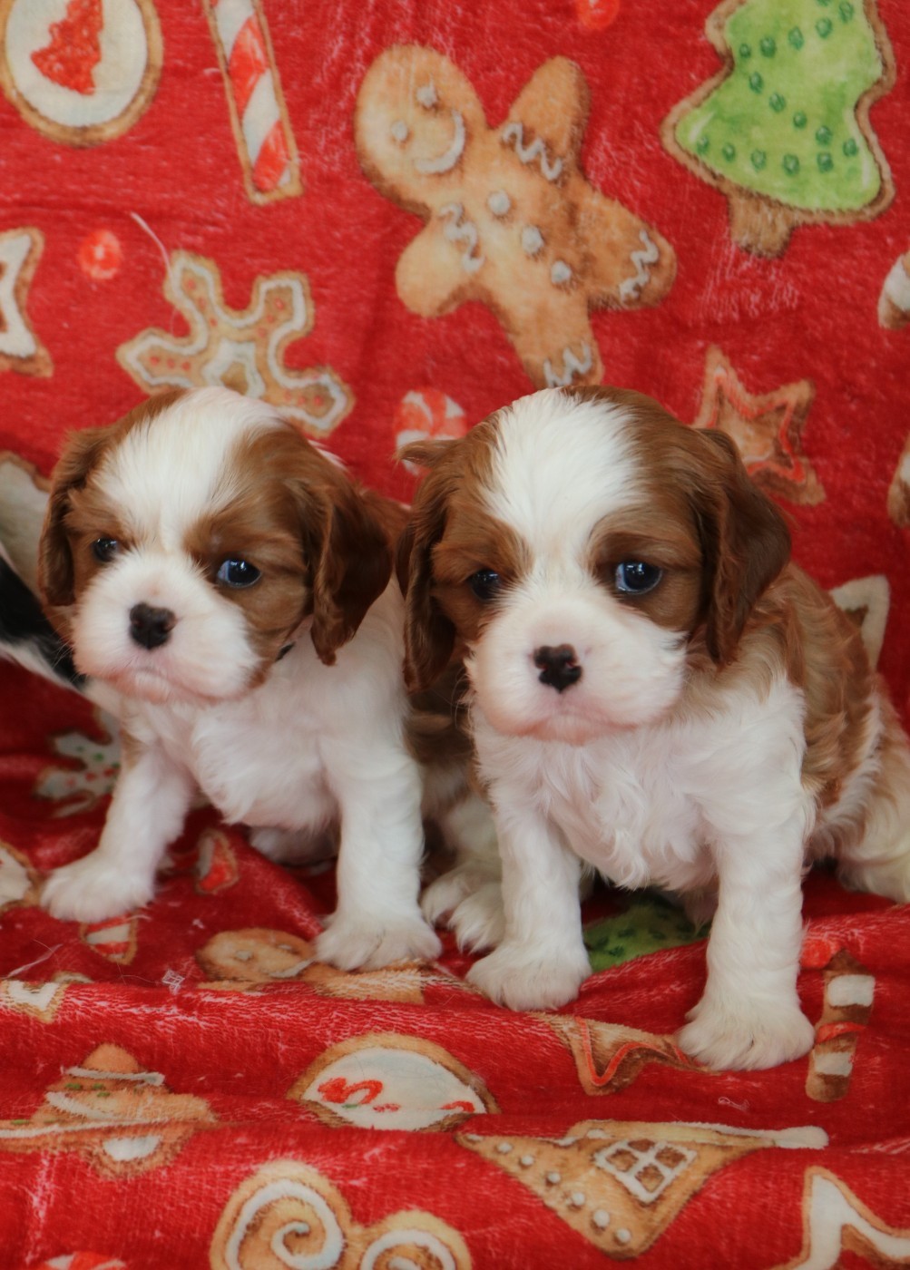Des Petits Artistes - Chiots blenheim à réserver