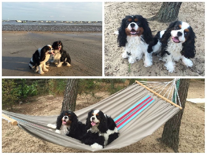 Des Petits Artistes - Filou & Ice Tea à la plage !