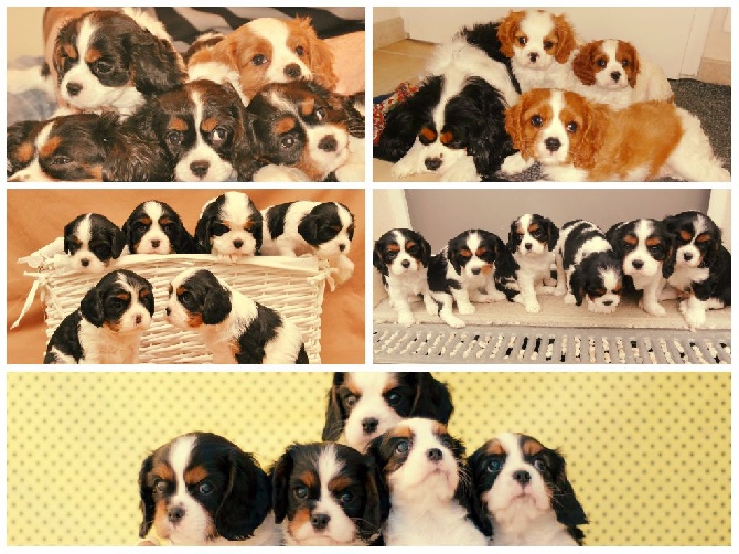 Des Petits Artistes - Chiots à l'élevage des Petits Artistes !