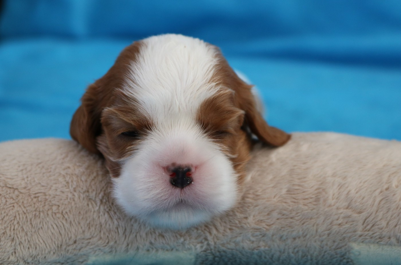 Des Petits Artistes - Chiots disponibles - Cavalier King Charles Spaniel
