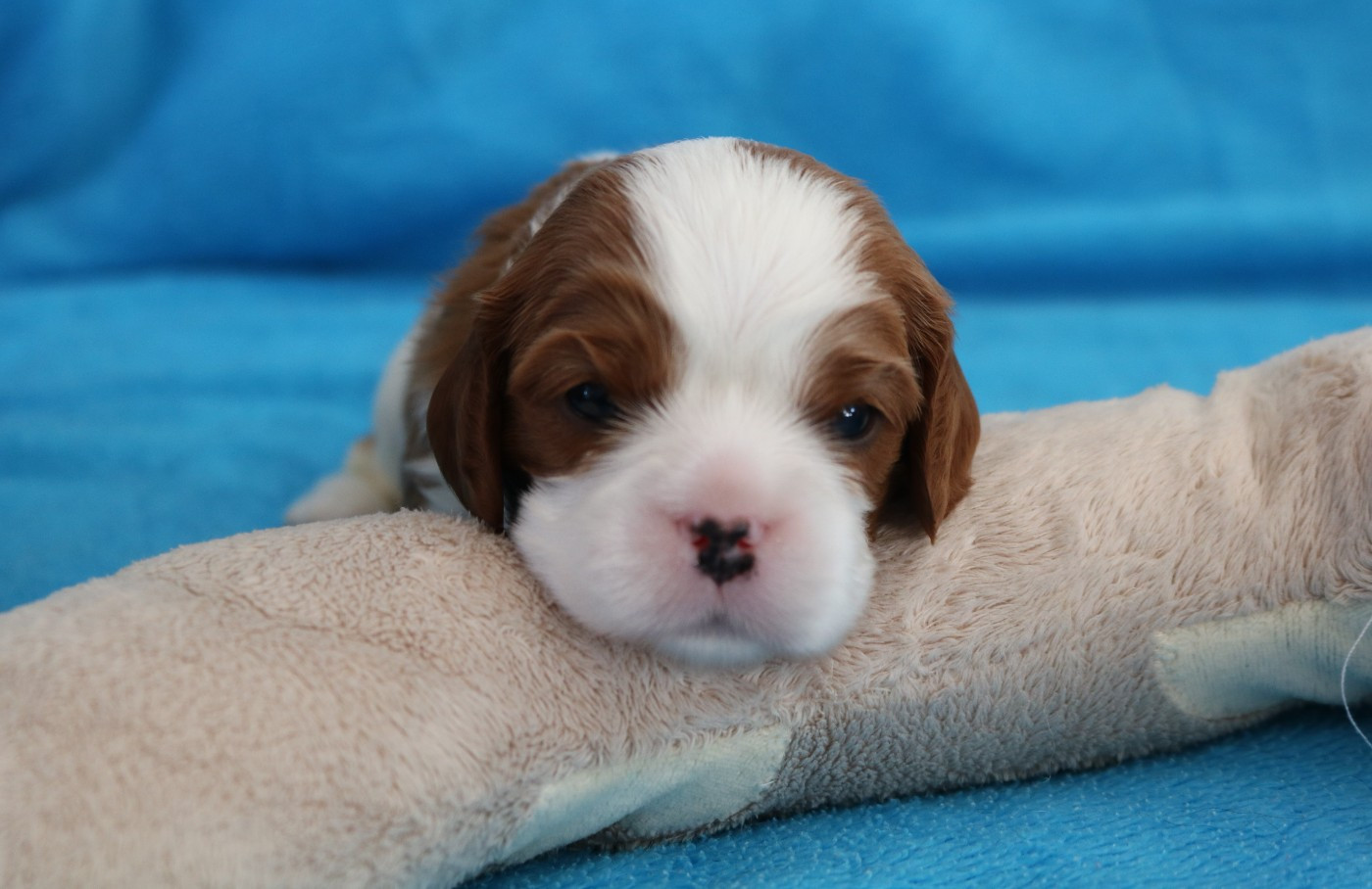 Des Petits Artistes - Chiots disponibles - Cavalier King Charles Spaniel