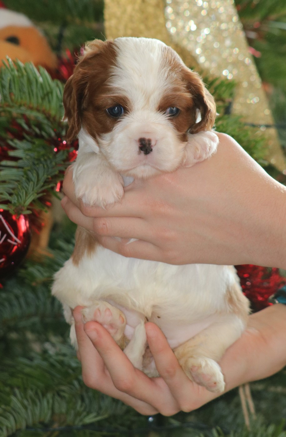 Des Petits Artistes - Chiots disponibles - Cavalier King Charles Spaniel