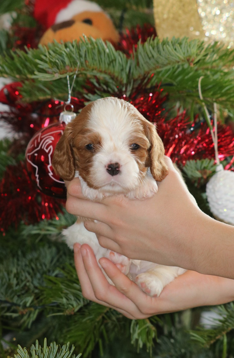 Des Petits Artistes - Chiots disponibles - Cavalier King Charles Spaniel