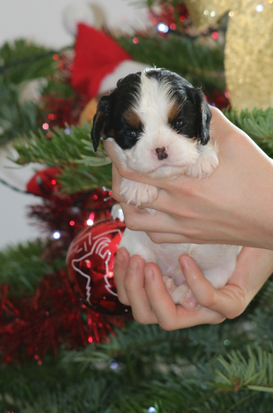 Des Petits Artistes - Chiots disponibles - Cavalier King Charles Spaniel