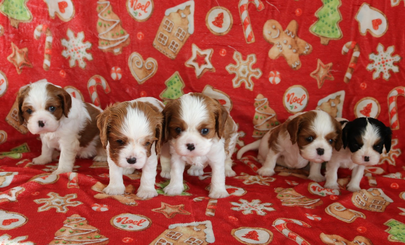 Chiot Cavalier King Charles Spaniel Des Petits Artistes
