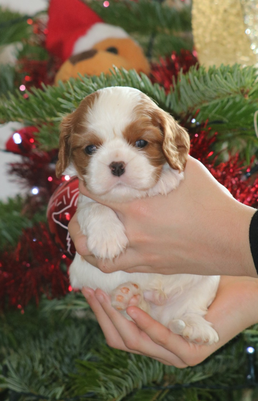 Des Petits Artistes - Chiots disponibles - Cavalier King Charles Spaniel