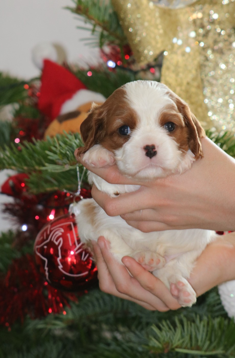 Des Petits Artistes - Chiots disponibles - Cavalier King Charles Spaniel