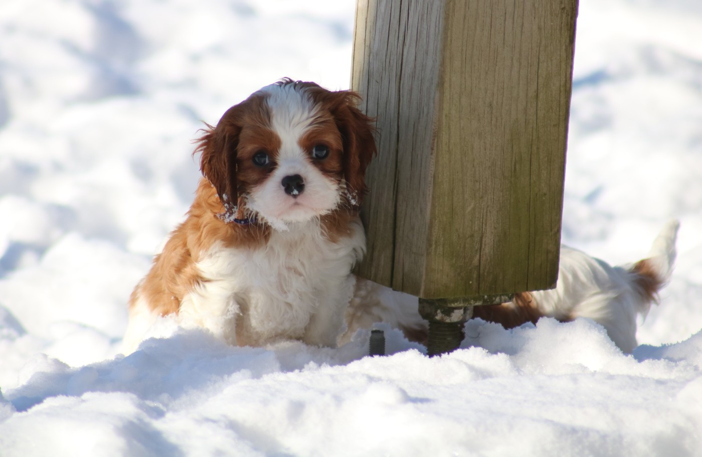 Des Petits Artistes - Chiots disponibles - Cavalier King Charles Spaniel