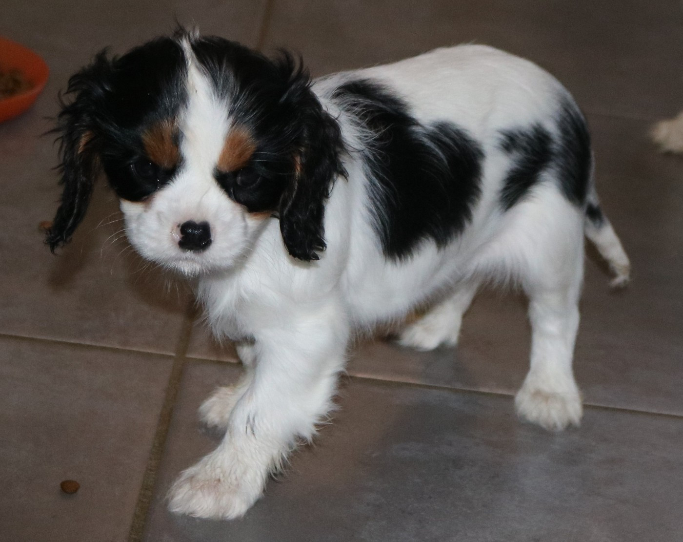 Des Petits Artistes - Chiots disponibles - Cavalier King Charles Spaniel