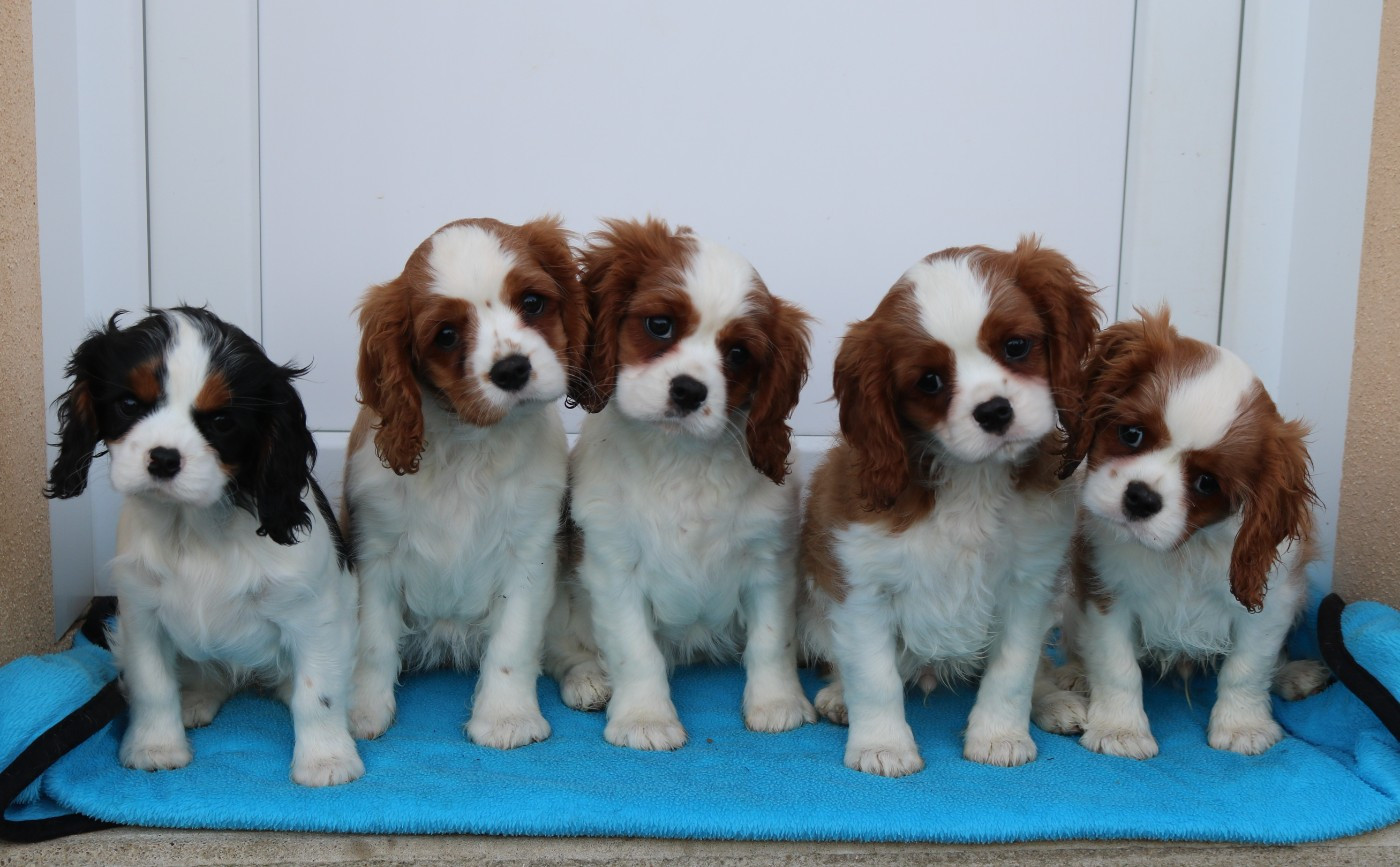 Des Petits Artistes - Cavalier King Charles Spaniel - Portée née le 16/11/2025